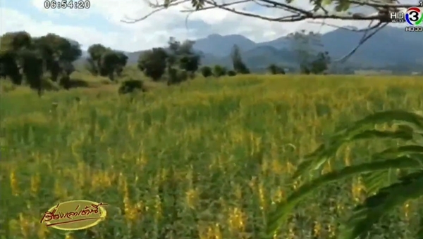 ทุ่งปอเหลือง ทุ่งปอเหลือง