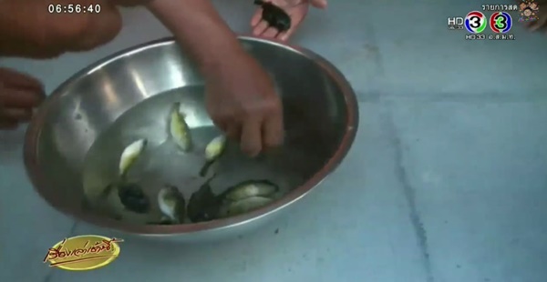 เตือน ! อย่ากินปลาปักเป้าเด็ดขาด-ล่าสุดเสียชีวิตเพิ่มอีก 1 ราย เตือน ! อย่ากินปลาปักเป้าเด็ดขาด-ล่าสุดเสียชีวิตเพิ่มอีก 1 ราย