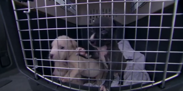 คลิปสุดซึ้ง แม่หมาใกล้ตายได้กลับมาเจอหน้าลูกอีกครั้ง คลิปสุดซึ้ง แม่หมาใกล้ตายได้กลับมาเจอหน้าลูกอีกครั้ง