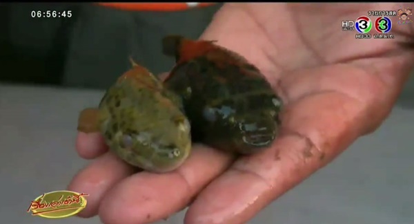 เตือน ! อย่ากินปลาปักเป้าเด็ดขาด-ล่าสุดเสียชีวิตเพิ่มอีก 1 ราย เตือน ! อย่ากินปลาปักเป้าเด็ดขาด-ล่าสุดเสียชีวิตเพิ่มอีก 1 ราย