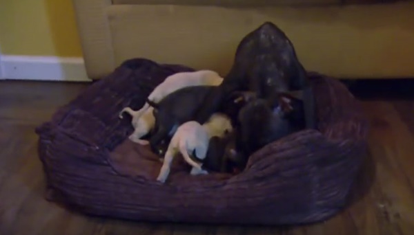 คลิปสุดซึ้ง แม่หมาใกล้ตายได้กลับมาเจอหน้าลูกอีกครั้ง คลิปสุดซึ้ง แม่หมาใกล้ตายได้กลับมาเจอหน้าลูกอีกครั้ง