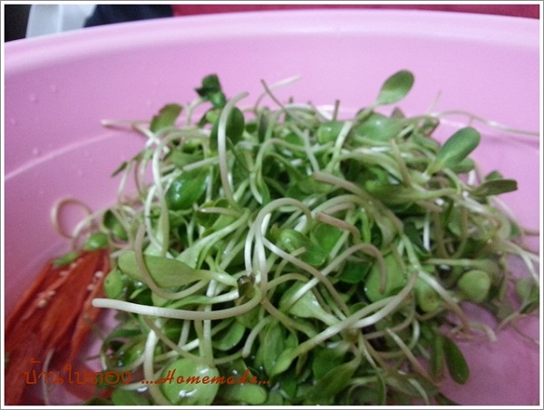 ต้นอ่อนทานตะวันผัดน้ำมันหอย เมนูอร่อยจากผักออร์แกนิก ต้นอ่อนทานตะวันผัดน้ำมันหอย เมนูอร่อยจากผักออร์แกนิก