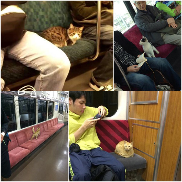 แมวในญี่ปุ่นเดินขึ้นรถไฟเองได้ เก่งจริงนะตัวแค่นี้ ! แมวในญี่ปุ่นเดินขึ้นรถไฟเองได้ เก่งจริงนะตัวแค่นี้ !