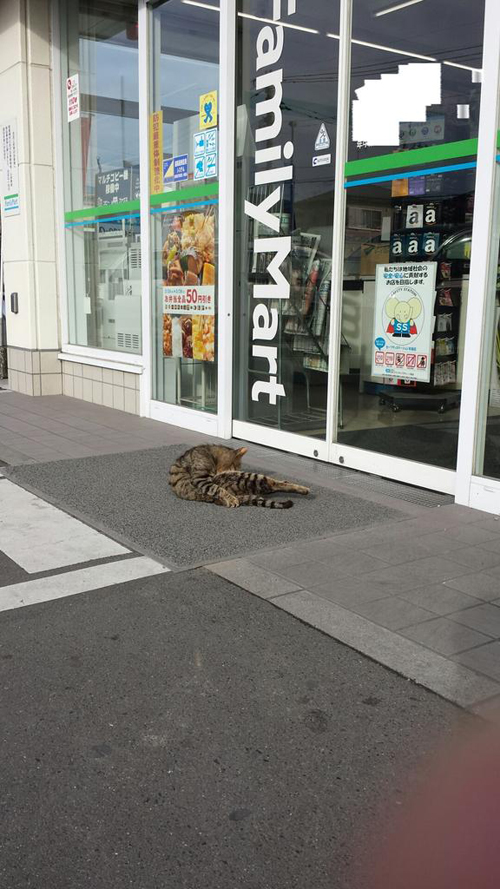แมวญี่ปุ่นทวงคืนความไว้ใจ ไม่ยอมล้ำเส้นเข้าร้านสะดวกซื้อ แมวญี่ปุ่นทวงคืนความไว้ใจ ไม่ยอมล้ำเส้นเข้าร้านสะดวกซื้อ