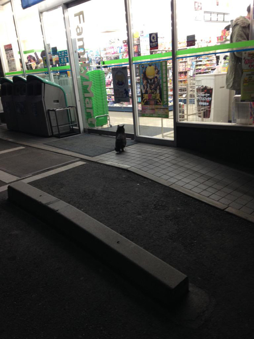 แมวญี่ปุ่นทวงคืนความไว้ใจ ไม่ยอมล้ำเส้นเข้าร้านสะดวกซื้อ แมวญี่ปุ่นทวงคืนความไว้ใจ ไม่ยอมล้ำเส้นเข้าร้านสะดวกซื้อ