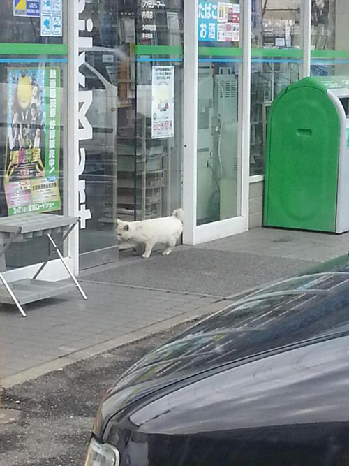 แมวญี่ปุ่นทวงคืนความไว้ใจ ไม่ยอมล้ำเส้นเข้าร้านสะดวกซื้อ แมวญี่ปุ่นทวงคืนความไว้ใจ ไม่ยอมล้ำเส้นเข้าร้านสะดวกซื้อ