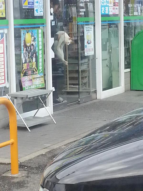 แมวญี่ปุ่นทวงคืนความไว้ใจ ไม่ยอมล้ำเส้นเข้าร้านสะดวกซื้อ แมวญี่ปุ่นทวงคืนความไว้ใจ ไม่ยอมล้ำเส้นเข้าร้านสะดวกซื้อ