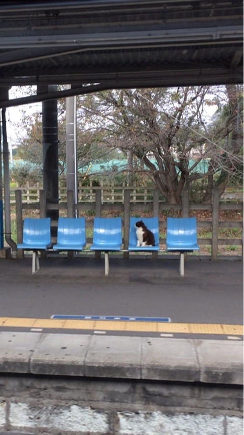 แมวในญี่ปุ่นเดินขึ้นรถไฟเองได้ เก่งจริงนะตัวแค่นี้ ! แมวในญี่ปุ่นเดินขึ้นรถไฟเองได้ เก่งจริงนะตัวแค่นี้ !