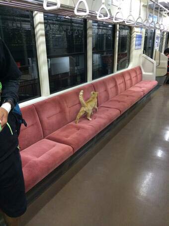 แมวในญี่ปุ่นเดินขึ้นรถไฟเองได้ เก่งจริงนะตัวแค่นี้ ! แมวในญี่ปุ่นเดินขึ้นรถไฟเองได้ เก่งจริงนะตัวแค่นี้ !