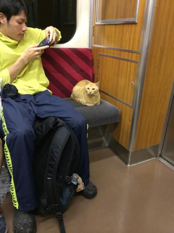 แมวในญี่ปุ่นเดินขึ้นรถไฟเองได้ เก่งจริงนะตัวแค่นี้ ! แมวในญี่ปุ่นเดินขึ้นรถไฟเองได้ เก่งจริงนะตัวแค่นี้ !