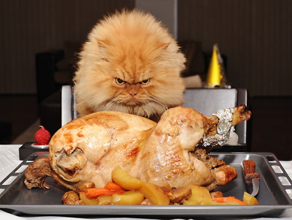 30 ภาพขำ ๆ นี่สินะที่เรียกว่าแมวขโมย 30 ภาพขำ ๆ นี่สินะที่เรียกว่าแมวขโมย