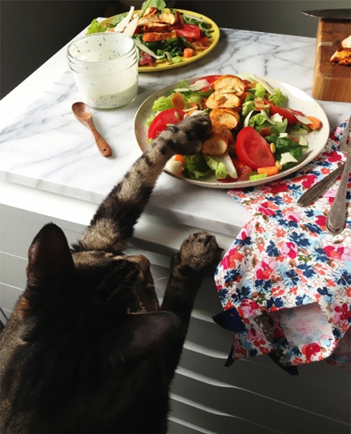 30 ภาพขำ ๆ นี่สินะที่เรียกว่าแมวขโมย 30 ภาพขำ ๆ นี่สินะที่เรียกว่าแมวขโมย