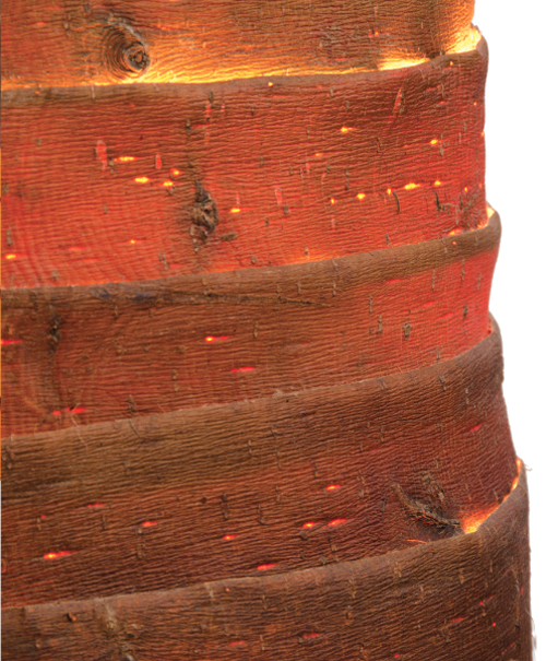 โคมไฟเปลือกไม้ โคมไฟเปลือกไม้