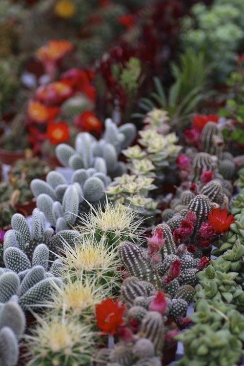 สวนขวดแก้ว Terrarium โลกสีเขียวใบเล็กที่ถูกย่อส่วน สวนขวดแก้ว Terrarium โลกสีเขียวใบเล็กที่ถูกย่อส่วน