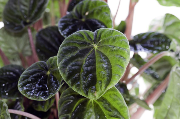 สวนขวดแก้ว Terrarium โลกสีเขียวใบเล็กที่ถูกย่อส่วน สวนขวดแก้ว Terrarium โลกสีเขียวใบเล็กที่ถูกย่อส่วน