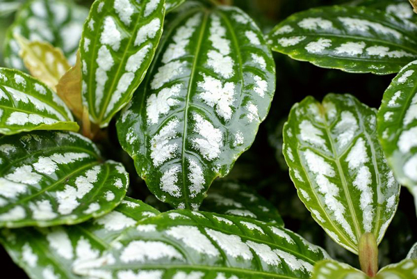 สวนขวดแก้ว Terrarium โลกสีเขียวใบเล็กที่ถูกย่อส่วน สวนขวดแก้ว Terrarium โลกสีเขียวใบเล็กที่ถูกย่อส่วน