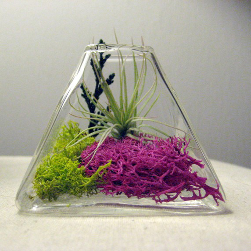 สวนขวดแก้ว Terrarium โลกสีเขียวใบเล็กที่ถูกย่อส่วน สวนขวดแก้ว Terrarium โลกสีเขียวใบเล็กที่ถูกย่อส่วน