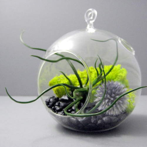 สวนขวดแก้ว Terrarium โลกสีเขียวใบเล็กที่ถูกย่อส่วน สวนขวดแก้ว Terrarium โลกสีเขียวใบเล็กที่ถูกย่อส่วน
