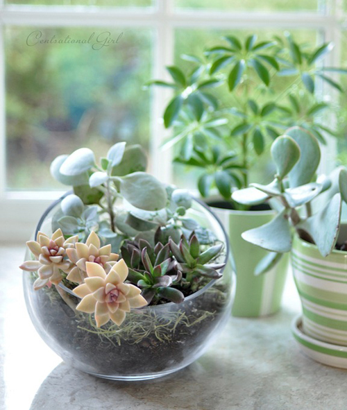 สวนขวดแก้ว Terrarium โลกสีเขียวใบเล็กที่ถูกย่อส่วน สวนขวดแก้ว Terrarium โลกสีเขียวใบเล็กที่ถูกย่อส่วน