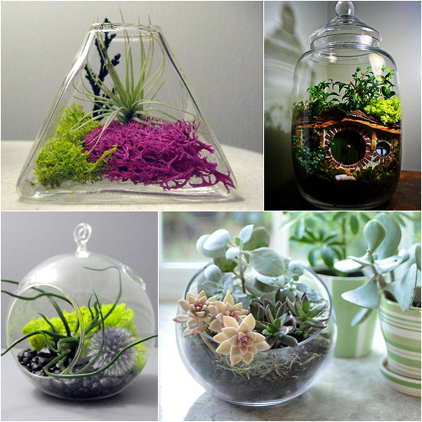 สวนขวดแก้ว Terrarium โลกสีเขียวใบเล็กที่ถูกย่อส่วน สวนขวดแก้ว Terrarium โลกสีเขียวใบเล็กที่ถูกย่อส่วน