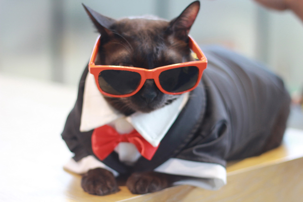 CAT อ่ะ แว๊บ CAT อ่ะ แว๊บ