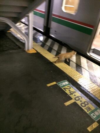 แมวในญี่ปุ่นเดินขึ้นรถไฟเองได้ เก่งจริงนะตัวแค่นี้ ! แมวในญี่ปุ่นเดินขึ้นรถไฟเองได้ เก่งจริงนะตัวแค่นี้ !