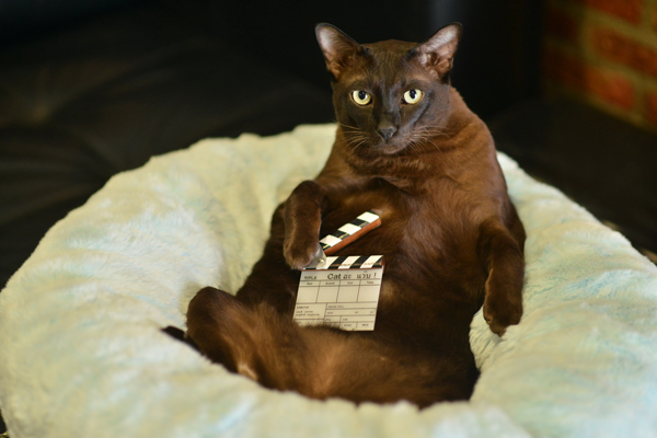 จอนนี่ เหมียวเซเลบ ประกบใบ เฟิร์น-เป้ อารักษ์ ใน Cat อ่ะ แว๊บ !