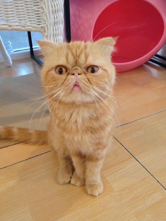 Charming Cats Cafe and Pet Shop Charming Cats Cafe and Pet Shop
