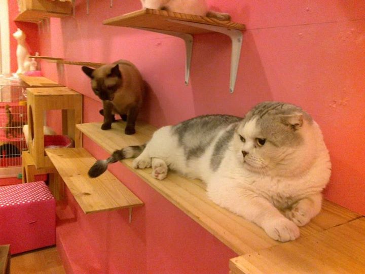 Charming Cats Cafe and Pet Shop Charming Cats Cafe and Pet Shop