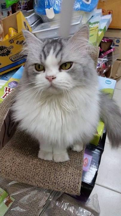 Charming Cats Cafe and Pet Shop Charming Cats Cafe and Pet Shop