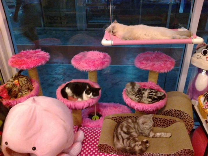 Charming Cats Cafe and Pet Shop Charming Cats Cafe and Pet Shop