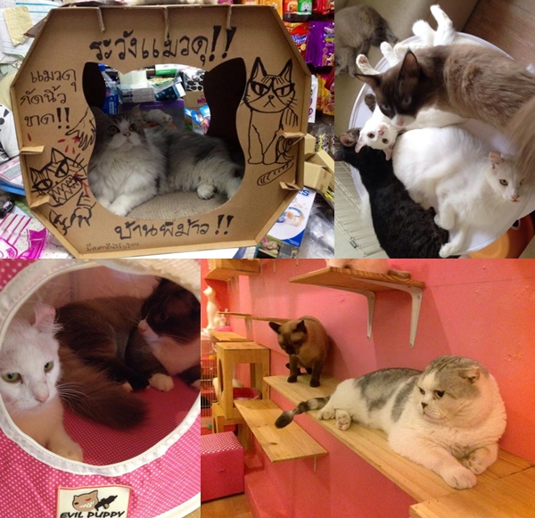 Charming Cats Cafe and Pet Shop Charming Cats Cafe and Pet Shop