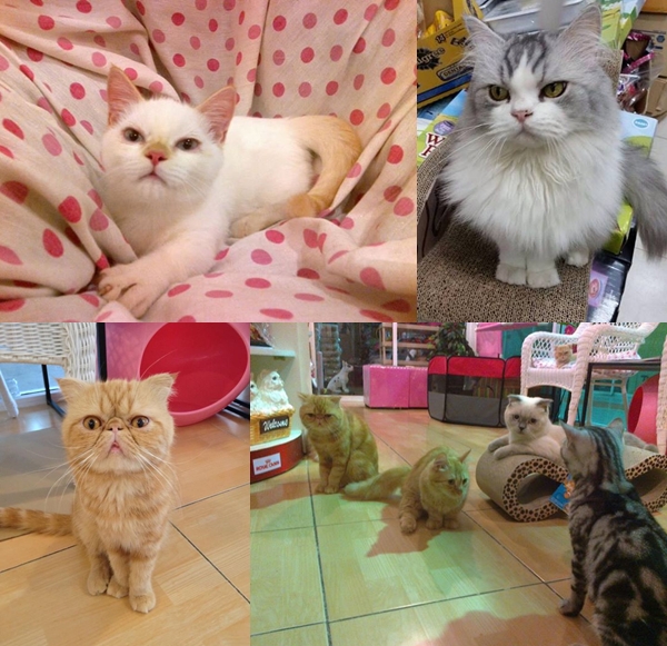 Charming Cats Cafe and Pet Shop Charming Cats Cafe and Pet Shop