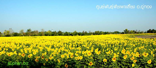 ทุ่งทานตะวัน ทุ่งทานตะวัน