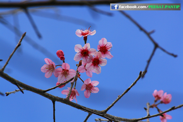 ภูลมโล ภูลมโล
