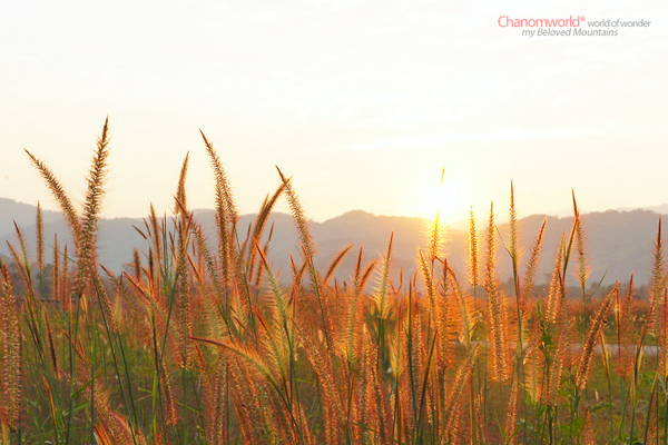 ดอยบ่อ เชียงราย ดอยบ่อ เชียงราย