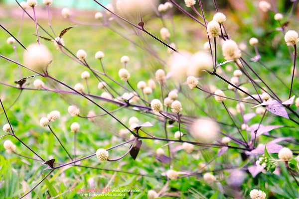 ดอยบ่อ เชียงราย ดอยบ่อ เชียงราย