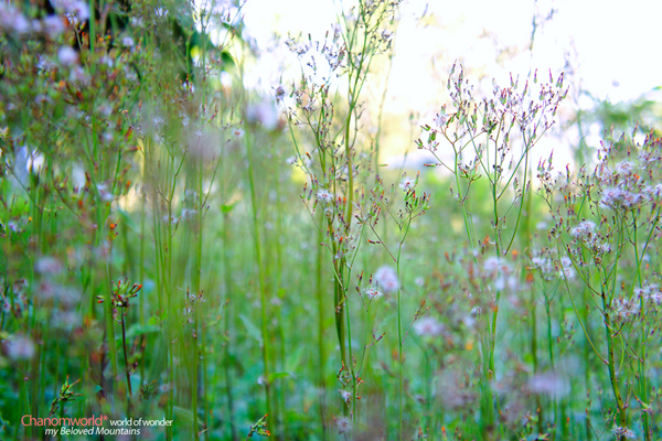 ดอยบ่อ เชียงราย ดอยบ่อ เชียงราย