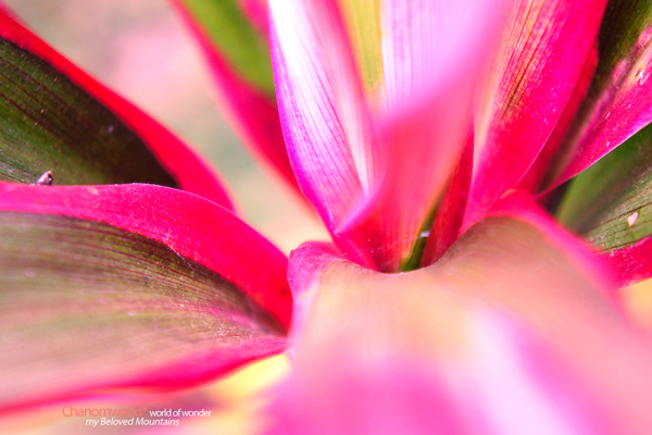 ดอยบ่อ เชียงราย ดอยบ่อ เชียงราย