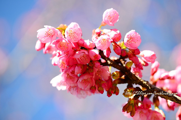 ดอยอ่างขาง ดอยอ่างขาง