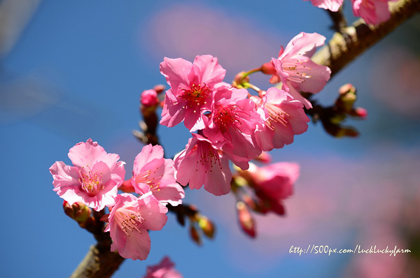 ดอยอ่างขาง ดอยอ่างขาง