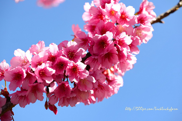 ดอยอ่างขาง ดอยอ่างขาง