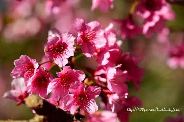 ดอยอ่างขาง ดอยอ่างขาง