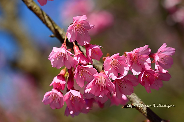 ดอยอ่างขาง ดอยอ่างขาง