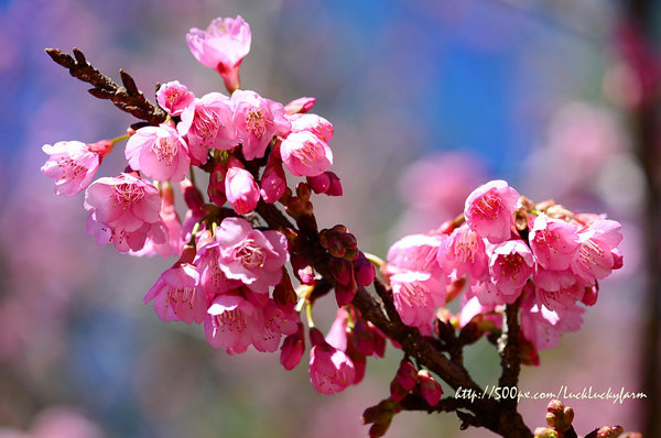 ดอยอ่างขาง ดอยอ่างขาง