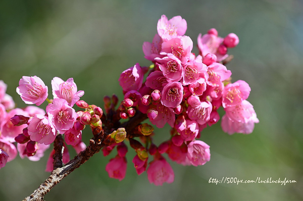 ดอยอ่างขาง ดอยอ่างขาง