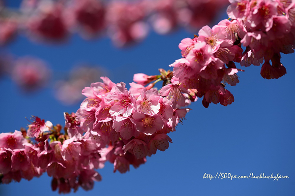 ดอยอ่างขาง ดอยอ่างขาง