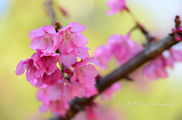 ดอยอ่างขาง ดอยอ่างขาง