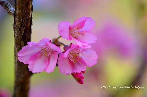 ดอยอ่างขาง ดอยอ่างขาง