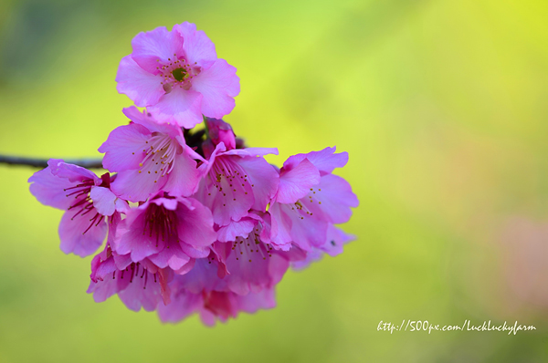 ดอยอ่างขาง ดอยอ่างขาง